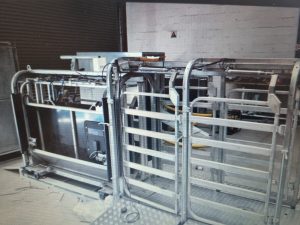 Auto-Draft Sheep Scale