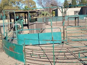 Sheep Farming Package Deal